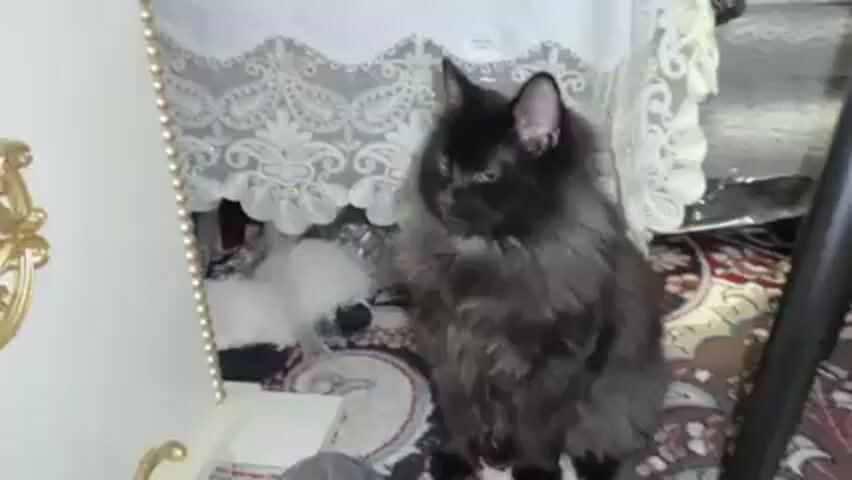 A medium shot shows a black, long-haired cat with golden eyes sitting on a patterned rug. The cat is under a table with a white lace tablecloth. To the cat's left is a white vanity with gold trim. Behind the cat is a black metal table leg. A person is heard making kissing noises.