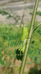 Green grasshoppers spotted on roadside vegetation in Lhokseumawe