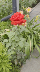 Garden flowers, a resting cat, and pie in Bishkek