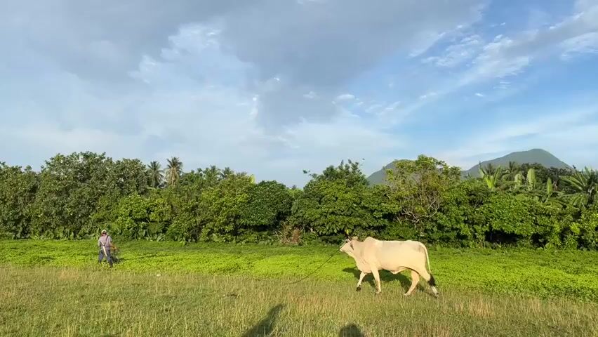 A wide shot shows a light-colored cow walking across a green, grassy field under a partially cloudy blue sky. To the left, a person wearing a hat and light-colored clothing walks in the same direction as the cow, holding a rope attached to the cow. A line of green trees and foliage stretches across the background, with a distant mountain visible on the right. The sun casts shadows on the grass.