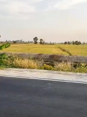 This video shows a rural landscape with a road in the foreground and a field of yellow grass or crops in the background. Two people on a scooter are visible as they ride past the camera. The sky is overcast, and there are trees scattered throughout the landscape.