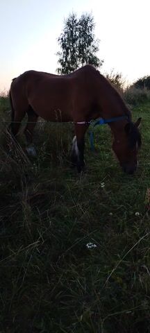 The video shows a brown horse grazing in a grassy field. The horse is wearing a blue halter and a pink ribbon around its neck. The sun is setting, casting a warm glow over the scene. The horse is standing with its head down, eating grass. The field is lush and green, with some wildflowers scattered throughout. In the background, there are trees and a fence. The overall mood of the video is peaceful and serene.