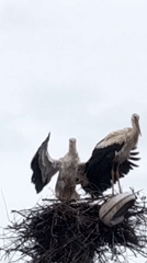 Two storks observed nesting during morning hours