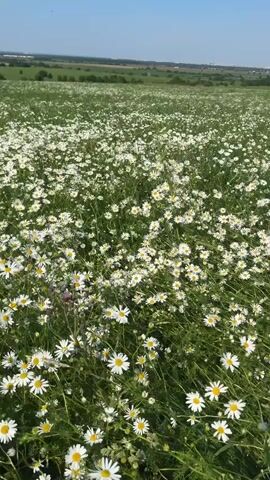 A wide shot shows a field densely populated with daisies under a clear blue sky. The camera is positioned low, looking upwards through the flowers and grass. The daisies, with their white petals and yellow centers, are the dominant feature, appearing in various stages of bloom. The green grass and foliage are lush and tall, creating a natural, slightly wild environment. In the distance, a horizon line indicates rolling hills or fields, also appearing green, suggesting a rural landscape. The sunlight is bright, casting subtle shadows and highlighting the textures of the plants. There are no people or man-made objects visible in the frame. The scene is static, with only the gentle movement of the plants implied by the slight blur in some areas, possibly due to wind.