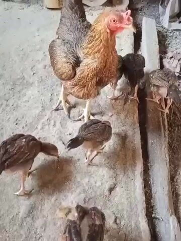 A mother hen and her chicks are foraging for food in a dusty, outdoor enclosure. The hen, with her distinctive brown and gold plumage, stands protectively over her brood. The chicks, small and speckled, peck at the ground, searching for morsels. The environment appears rustic, with a wooden plank and some scattered debris suggesting a simple farm or backyard setting.