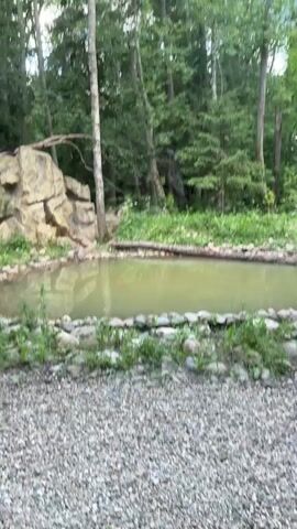 A tiger walks past a pond in a wooded area. The tiger is walking from right to left in the frame and is facing towards the pond. The pond is surrounded by rocks and vegetation. In the background, there are trees and a rock formation. The ground in the foreground is covered in gravel.