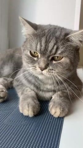 A grey tabby kitten lies on a blue textured mat. A hand strokes the kitten's head and face. The kitten opens its mouth wide, revealing its teeth. The kitten's eyes are closed. The background is a white surface and a blurry window.