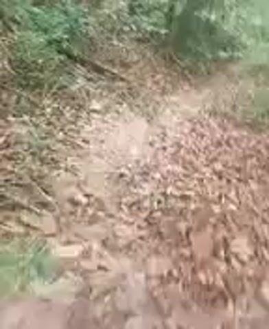 The video shows a forest floor covered in brown leaves. The camera moves slowly along a path. There are trees visible on both sides of the path, and light shines through the foliage. As the camera continues forward, it approaches a river, seen through the trees. The river appears calm and reflects the light.