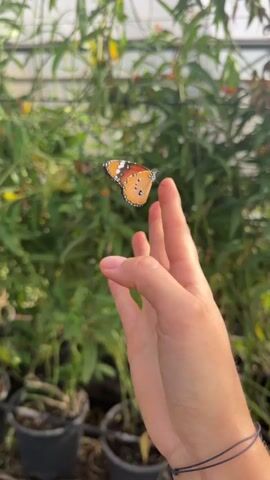 A close-up shot focuses on a person's hand, specifically their index finger, with a butterfly perched on it. The butterfly, with orange and black wings marked with white spots, is the central subject. The hand is positioned in the foreground, and the butterfly is in sharp focus. The background consists of lush green foliage, suggesting an outdoor or greenhouse environment. The butterfly is captured in various poses as it shifts its position on the finger. The video shows the butterfly opening and closing its wings and adjusting its legs. The overall impression is one of delicate interaction between nature and a human element.