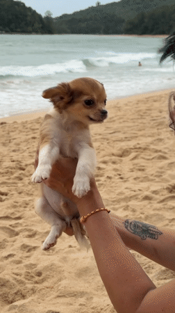 Chihuahua puppy gets beach cuddles in Choeng Thale