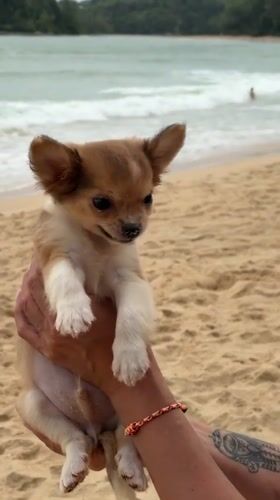 Chihuahua puppy gets beach cuddles in Choeng Thale