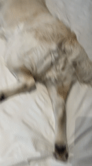 Golden retriever photographed in playful poses across London homes