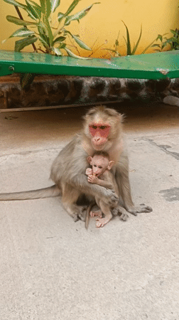 Monkey with baby fed by visitor in Puttaparthi
