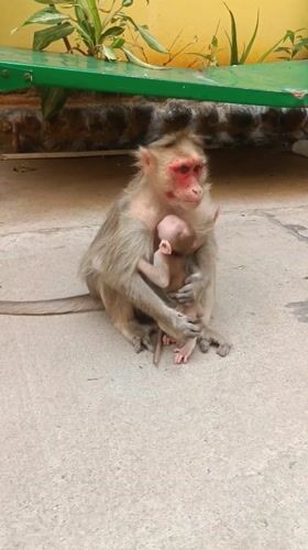 Monkey with baby fed by visitor in Puttaparthi