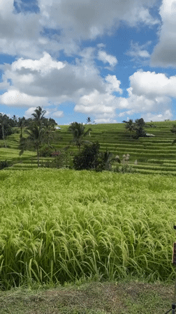 Rural life documented in Penebel rice terrace region