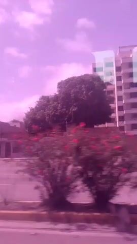 The video captures a view from a vehicle moving along a road, likely in Caraballeda, Venezuela. The scene is dominated by a vibrant pink and purple hue, suggesting a filter has been applied or it is late afternoon or sunset. Tall, modern apartment buildings with numerous balconies line the street, interspersed with lush green trees and flowering bushes. One building features a sign that reads "DMG MARKET."

The camera pans across the landscape, showing glimpses of other vehicles on the road, including a white SUV. The sky is partly cloudy, with scattered white clouds against the pinkish-purple backdrop. In the distance, hills or mountains are visible, softened by the atmospheric conditions. The overall impression is one of an urban or suburban environment, possibly near a coastal area given the location. The movement of the vehicle creates a sense of motion and transience, as if observing the city from a moving perspective. There are no discernible people in focus, though blurry figures can be seen near a brick wall. The mood is somewhat surreal due to the unusual color saturation, but otherwise appears to be a normal day.