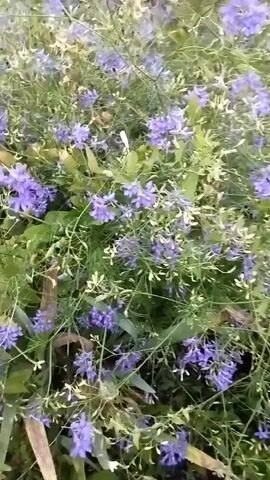 A close-up video shows a field of small purple flowers with green stems and leaves. The flowers are delicate and bell-shaped. The background is blurred, suggesting a shallow depth of field. The lighting is soft and natural, indicating it may be daytime. There are no people or animals visible in the video.