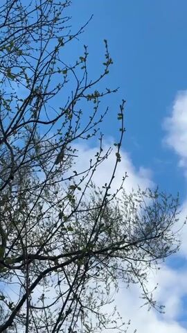 The video shows an upward-angled view of tree branches against a bright blue sky with scattered white clouds. The camera slowly pans from left to right, revealing more of the tree canopy. The trees have mostly bare branches, but small green buds are visible on many twigs, indicating early spring. One prominent tree trunk, covered in some moss or lichen, is visible in the foreground as the camera pans. Throughout the video, the distinct sound of an airplane engine is heard in the background. The scene appears to be set during daytime.