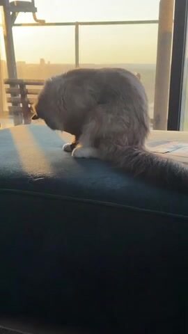 A long-haired cat is sitting on a dark green couch in front of a window at sunset. The cat is grooming itself by licking its paw. The sun is setting, casting a warm glow over the scene. The cat is a light brown color with white paws and chest. The couch is upholstered in a dark green fabric. The window overlooks a city skyline.