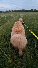 Evening dog walk captured in Russian countryside fields