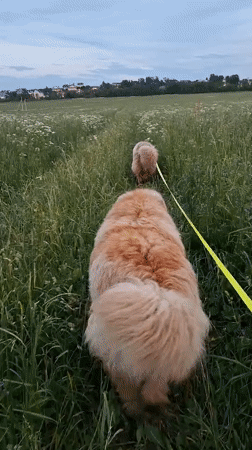 Evening dog walk captured in Russian countryside fields