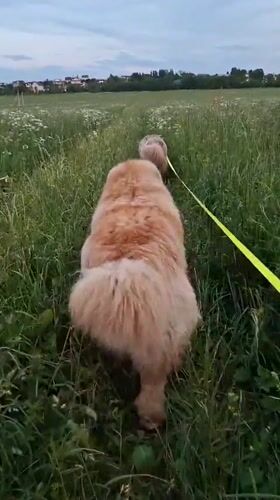 Evening dog walk captured in Russian countryside fields
