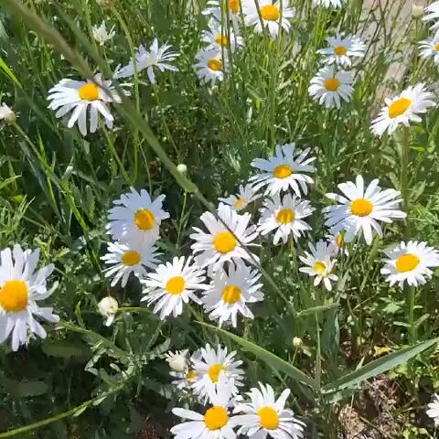 A close-up video shows a cluster of white daisies with yellow centers, swaying gently in a breeze. The daisies are in various stages of bloom, with some fully open and others still in bud. The background is a blur of green foliage, suggesting a natural outdoor setting. Sunlight illuminates the flowers, casting soft shadows and highlighting the delicate petals. The video captures the simple beauty of a field of daisies.