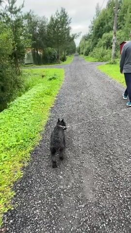 The video shows a black dog walking on a gravel path. A man and a woman are walking behind the dog, also on the path. The man is wearing a blue baseball cap and a grey jacket, and the woman is wearing a red and blue jacket and tan pants. The dog is on a leash. The environment appears to be a rural area with trees and grass on either side of the path. The sky is overcast. The woman is speaking, and her words can be heard.