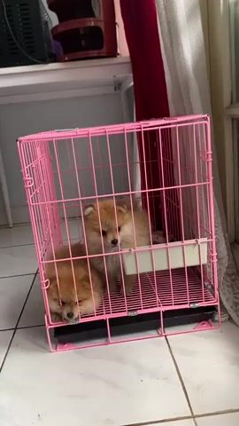 Two Pomeranian puppies are inside a pink wire dog crate. The puppy on the left is lying down with its eyes closed. The puppy on the right is sitting up and looking towards the front. The crate has a white tray at the bottom. The crate is on a tiled floor. In the background, there is a white shelf with some items on it, including a red object. There is also a curtain visible.