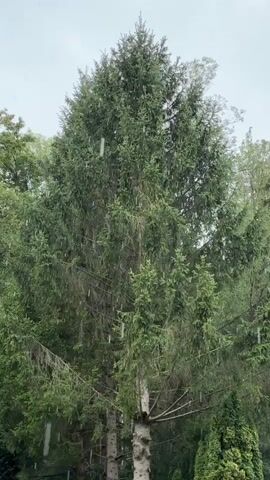 This is a video of a tall evergreen tree with a grey, cloudy sky in the background. The tree is dense and green, with some branches drooping. There are white, elongated objects hanging from some of the branches, possibly water droplets or light reflections. The overall impression is of a tree in a natural environment, possibly during or after rain.