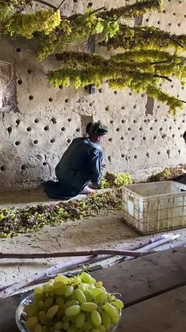The video shows an indoor scene where grapes are being processed. In the foreground, a plate of green grapes rests on a wooden surface. In the middle ground, two individuals are engaged in work. One person, wearing a dark outfit and a head covering, is kneeling on the ground, sorting through bunches of grapes that are spread out. Another person is partially visible to the right, also appearing to be working with grapes. The background features a textured, light-colored wall with numerous small, circular indentations. Above the kneeling person, bunches of grapes hang from overhead structures, and some appear to be drying. To the right, a white plastic crate is present, likely used for collecting the grapes. The overall environment suggests a rustic setting, possibly a traditional method of grape drying or preparation.