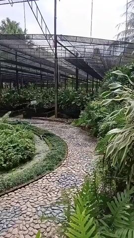 The video shows a view of a greenhouse with a pathway made of light-colored stones and gravel winding through lush greenery. The greenhouse structure, made of metal poles and netting, covers a large area filled with various plants. The pathway curves around a circular garden bed with small green plants and a mossy border. Beyond the pathway, a small pond or water feature is visible, covered with green aquatic plants. Several large plants, including ferns and trees with feathery leaves, are prominent in the center of the scene. The background reveals more rows of plants under the netting, suggesting a botanical garden or nursery. The lighting is bright, indicating daytime.