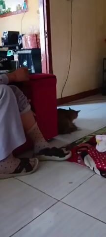 A person is sitting on a couch in a room with tiled flooring. The person is wearing a light purple long-sleeved shirt with small red heart patterns, light purple pants, polka-dotted socks, and dark-colored sandals. To the left of the person is a red suitcase. A brown cat is lying on the floor behind the suitcase. In the background, there is a doorway leading to another room, shelves with various items, and a framed picture on the wall. The person appears to be looking to the right and has their hands resting on their lap.