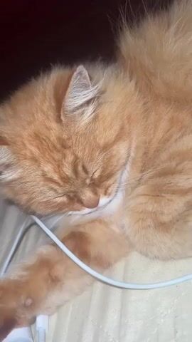 The video shows a close-up view of an orange fluffy cat sleeping. The cat is lying on its side with its eyes closed and its head resting on its paws. A white cord is visible near the cat's front paw. The background is dark. The video is brief and shows only the sleeping cat.