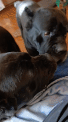 Quiet pet moments captured in Ukrainian home afternoon