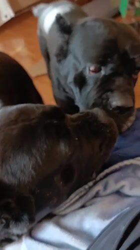 Quiet pet moments captured in Ukrainian home afternoon