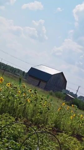 A sun-drenched, outdoor scene features a field of sunflowers in the foreground, with several tall sunflowers in bloom. Behind them, a rustic wooden barn with a dark roof is visible, along with a smaller outbuilding and utility poles with power lines. The sky is a bright blue, dotted with fluffy white clouds. The camera pans slightly, focusing on the sunflowers and the expansive sky.
