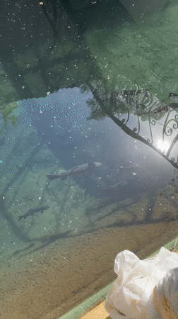 Morning visit to Perm park captures ponds, aviaries, decorative displays