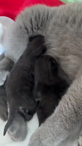 The video is a close-up shot of two very young, black kittens nursing from a large grey cat. The kittens are tiny and appear to be blind, as their eyes are closed. They are snuggled close to the mother cat, who is resting. The background is out of focus but appears to be a soft surface, possibly a blanket. The lighting is soft and warm, highlighting the fuzzy texture of the kittens' fur. The interaction between the mother cat and her kittens is one of care and nourishment.