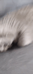 Gray cat's morning nap session on couch