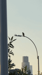 Raptor perched on street lamp, New York skyline behind it