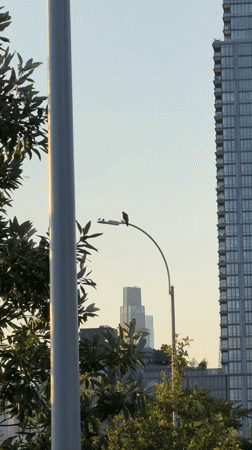 Raptor perched on street lamp, New York skyline behind it