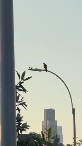 Raptor perched on street lamp, New York skyline behind it