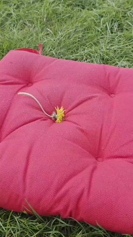 A close-up shot shows a dandelion flower lying on a red cushioned surface. A small insect, possibly a bee or hoverfly, is visible on the flower, appearing to collect pollen. The background is blurred green grass.