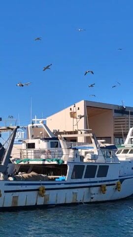 The video shows a white and blue fishing boat docked on a sunny day. Several seagulls fly overhead against a clear blue sky. A modern building with a flag is visible behind the boat. There appears to be a person working on the boat. The water is choppy.