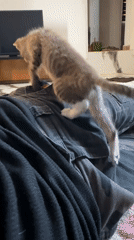 Kittens filmed playing and resting in Jos home