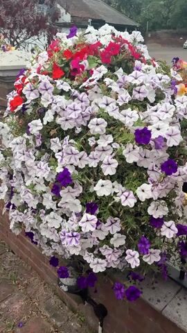 The video shows a close-up view of a large planter filled with a variety of colorful flowers. The dominant flowers are white petunias with purple stripes, creating a striking visual pattern. Interspersed among the white and purple petunias are vibrant red and deep purple flowers, adding depth and contrast to the arrangement. The flowers are densely packed, forming a lush, cascading display that spills over the edge of a brick planter. The background is slightly blurred, suggesting an outdoor setting with some foliage and a hint of a building or structure. The camera slowly zooms in and pans across the flowers, highlighting their delicate petals and vibrant colors. The lighting appears to be natural daylight, casting soft shadows on the blooms.