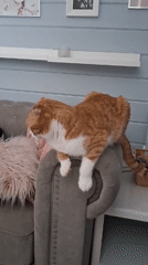 Child and orange cat captured in morning home surveillance footage
