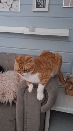 Child and orange cat captured in morning home surveillance footage
