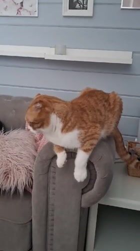 Child and orange cat captured in morning home surveillance footage